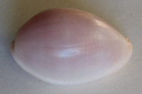 Prionovolva wilsoniana , Cate, C.N., 1973 	