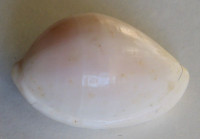 Prionovolva pudica wilsoniana 1)  Cate, C.N., 1973