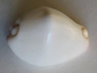 Calpurnus verrucosus (Linné, 1758)