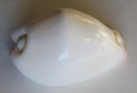 Calpurnus verrucosus 1)  (Linné, 1758)