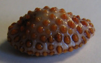 Jenneria pustulata, (Lightfood, 1786)  