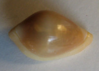 Pseudosimnia carnea (Poiret, 1799)