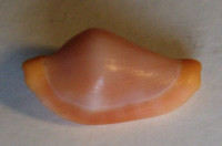 Cuspivolva paulwatsoni  Fehse & Lorenz, 2013