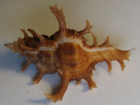 Chicoreus axicornis 1)  Lamarck, J.B.P., 1822