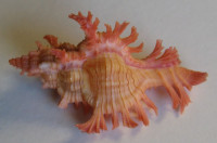 Chicoreus nobilis  Shikama, 1977