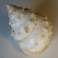 Lischkeia undosa T. Kuroda & Kawamura, 1956