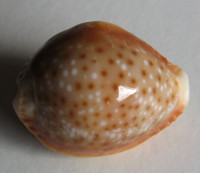 Cypraea bellatrix, Lorenz, 2009