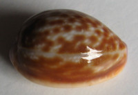 Cypraea helvola callista Shaw, 1909