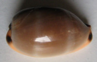 Cypraea lurida  Linnaeus, 1758  