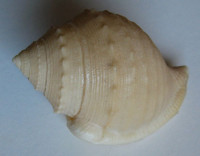 Oocoys ferrarioi , Bozzetti, L., 1989