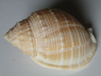 Echinophoria bituberculosa (E. von Martens, 1901)