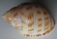 Semicassis microstoma , von Martens, 1903 GIANT