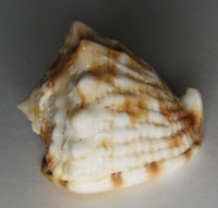 Cassis cornuta, (Linnaeus, 1758)