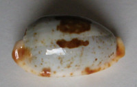 Cypraea stolida diauges salariensis, Bozzetti, 2008