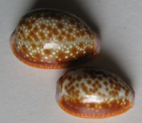 Cypraea helvola, Linnaeus, 1758