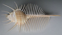 Murex pecten, Lightfoot, J, ,1786  GIANT !
