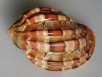 Harpa major f. conoidalis, (Lamarck, 1843)