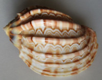 Harpa major f. conoidalis, (Lamarck, 1843)  GIANT