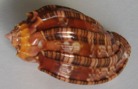 Harpa harpa  (Linnaeus, 1758)