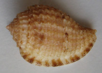 Morum amabile, Shikama, 1973