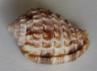 Morum matthewsi  Emerson, 1967