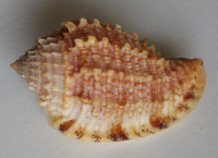 Morum joelgreenei, Emerson, W.K., 1981