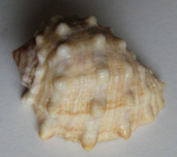 Amplidrupa aperta  (Blainville, 1832)  