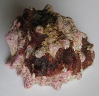 Amplidrupa aperta  (Blainville, 1832)  