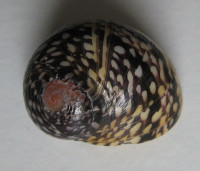 Neritodryas cornea, (Linnaeus, 1758)