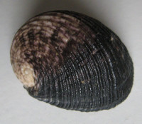 Nerita planospira, Anton, 1838	