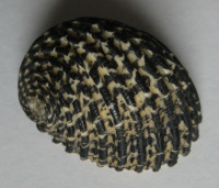 Nerita exuvia  Linné, 1758