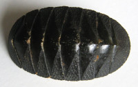 Chiton marquesanus 1)  Pilsbry, 1893