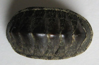 Chiton marmoratus, Gmelin, 1791   