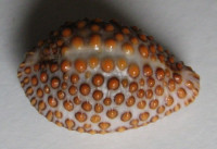 Jeneria pustulata 1)  (Lightfood, 1786)