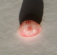 Purpurcapsula rubramaculosa, Fehse, D. & J. Grego, 2002