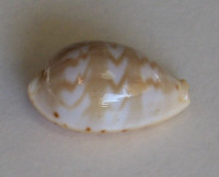 Cypraea ziczac 3), Linnaeus, 1758