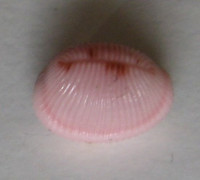 Trivia quadripunctata, Gray, J.E., 1827