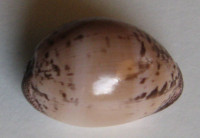Cypraea cinerea f. brasilensis , Lorenz & Hubert, 1993