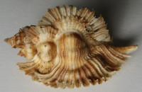 Pterynotus miyokoae 2)  Kosuge, S., 1979