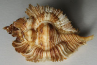 Pterynotus miyokoae 3)  Kosuge, S., 1979