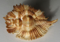 Pterynotus miyokoae 4)  Kosuge, S., 1979