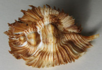 Pterynotus miyokoae 5) Kosuge, S., 1979