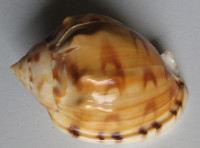 Semicassis labiata iheringi, Carcelles, A.R., 1953