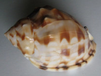 Semicassis labiata iheringi, Carcelles, A.R., 1953