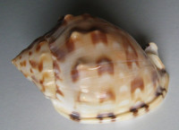 Semicassis labiata iheringi 1)  Carcelles, A.R., 1953