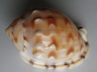 Semicassis labiata iheringi, Carcelles, A.R., 1953