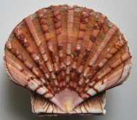 Pecten maximus, (Linnaeus, 1758)
