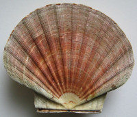 Pecten maximus, 4) (Linnaeus, 1758)