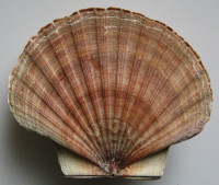 Pecten maximus,  (Linnaeus, 1758) 