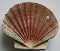 Pecten maximus, 2)  (Linnaeus, 1758) 